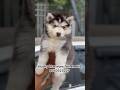 Top quality husky blue eyes famele puppy available DM/8050525227#viral #husky#pets #tharapets #cute