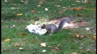 The McGill Squirrel playing