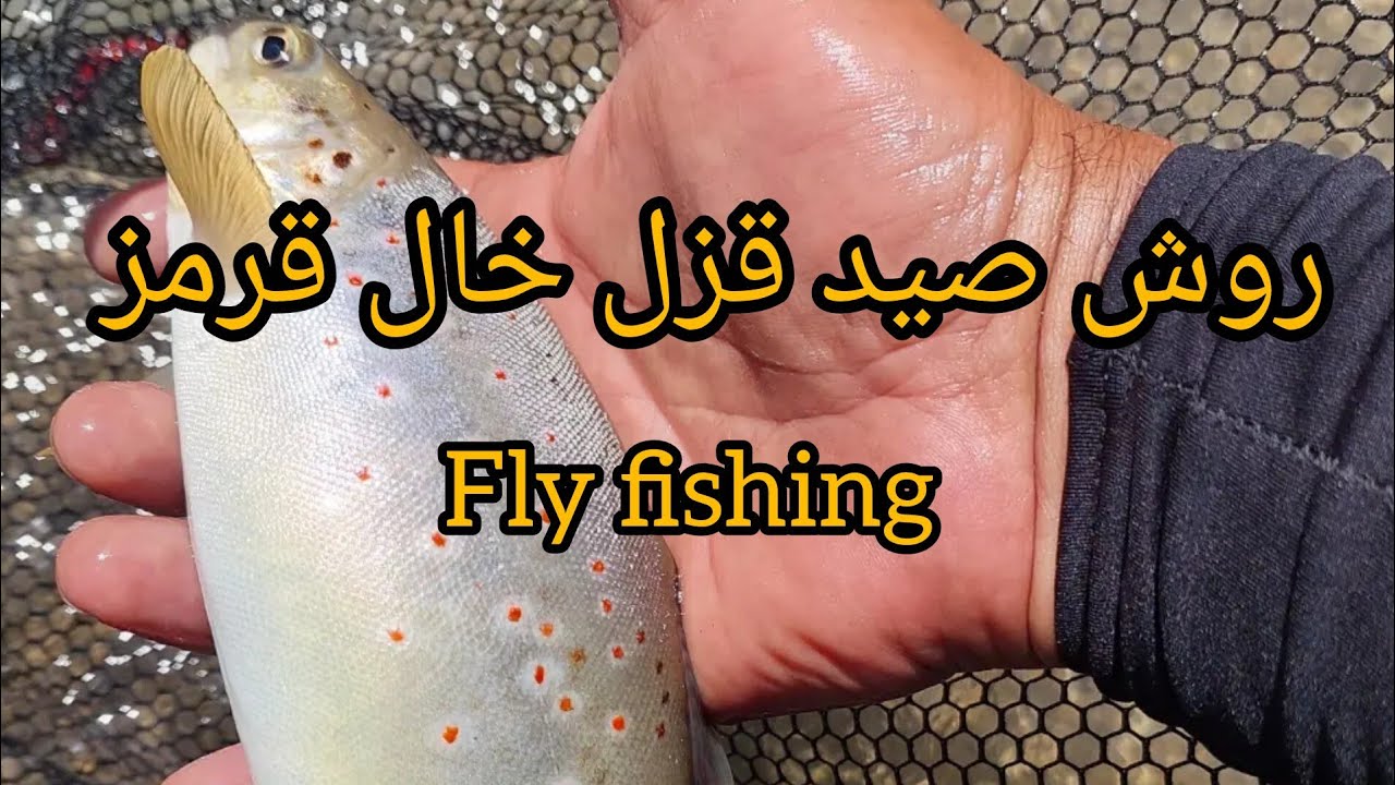 صید قزل خال قرمز    trout fishing tips and techniques 
