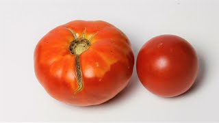 Tomato timelapse