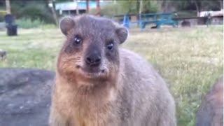 REALLY CUTE ANIMALS adorable rock hyrax chewing and going about his day