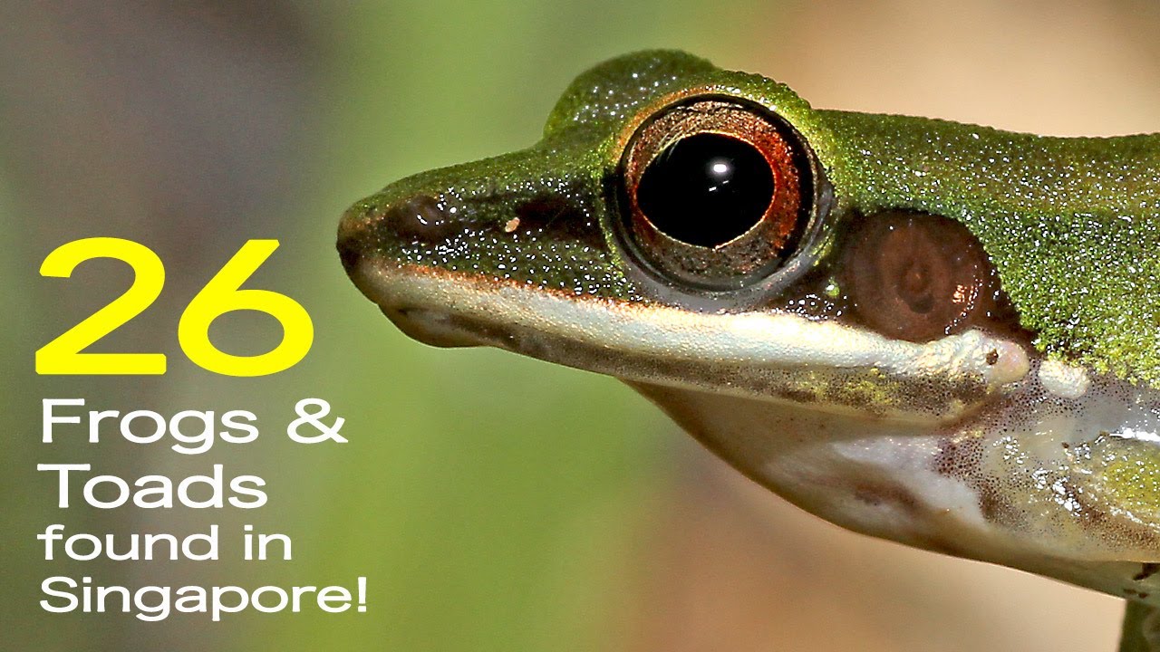 Wild Pix Singapore : Frogs and Toads Singapore 2021