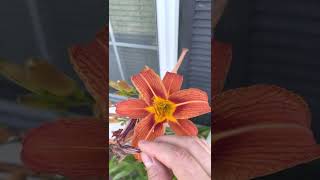 Day lily wild edible and medicinal talk