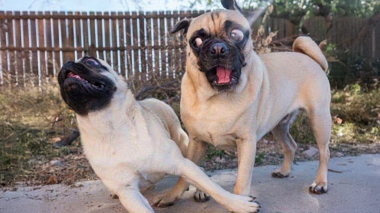I dare you not to LAUGH at these FUNNY DOGS 😁 Best Funny Animals Videos 2025 I dare you not to LAUGH at these FUNNY DOGS 😁 Best Funny Animals Videos 2025