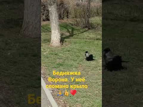 Бедняжка Ворона. У неё сломано крыло🙏👍♥️#shorts #птицы #ворона