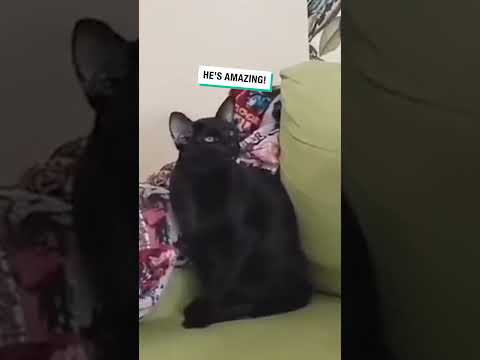 Cat Sings While Owner Plays Guitar
