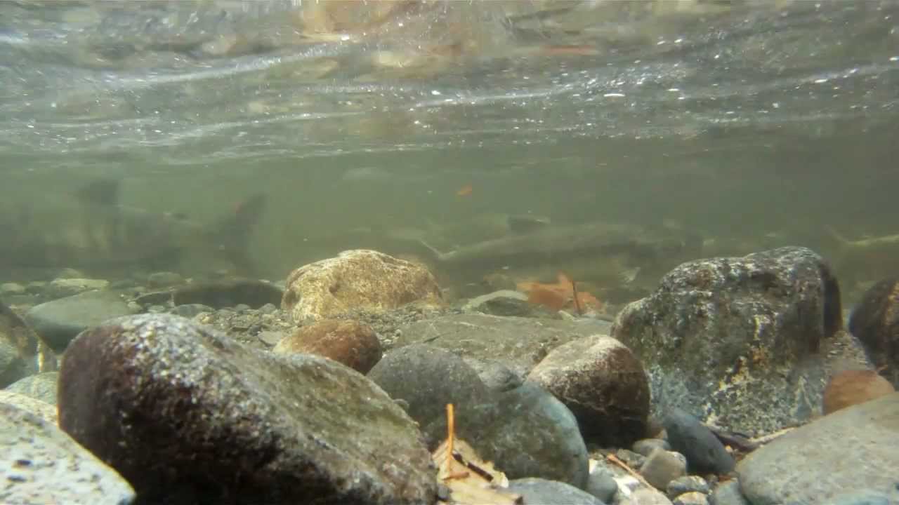 Salmon run /Goldstream provincial park YouTube