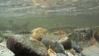 Salmon run /Goldstream provincial park