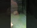 Hermit Crabs
