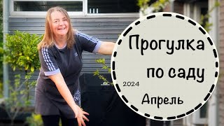 #9 🏡Приглашаю на прогулку по саду! Апрель 2024 ☘️ Потери после зимы ☘️ Альтернатива самшиту☘️