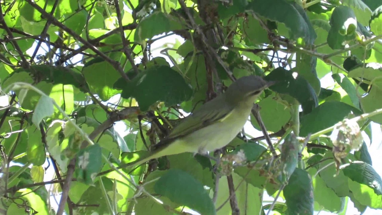 Black-whiskered Vireo (Vireo altiloquus) Feeding in Grapevines