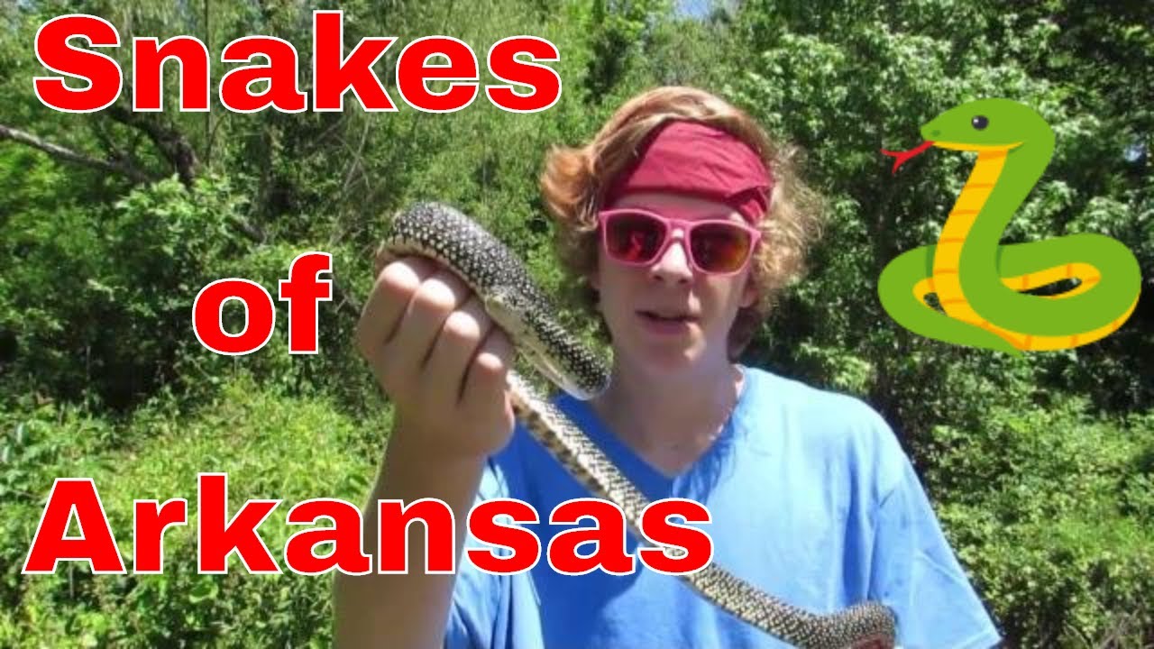 adventure academy #Herping Snakes of Arkansas Herping Adventure