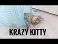 Kitty Playtime