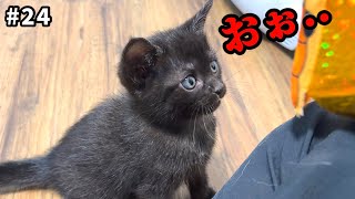 産まれて初めて【猫じゃらし】を目の当たりにした子猫