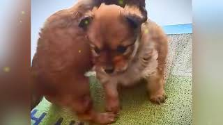 From Tiny Paws to Big Hearts 🐶💖 | Puppies Growing Up