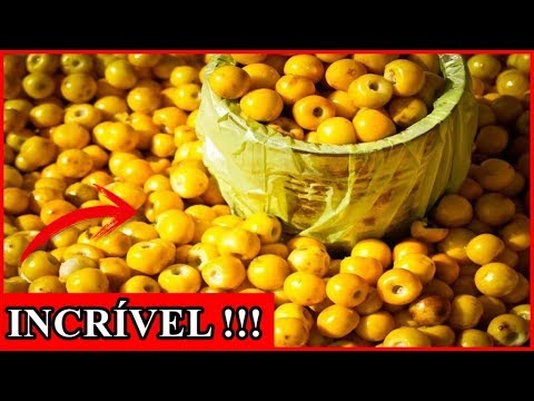 Os 10 Benefícios do Murici Para Saúde | Dicas de Saúde