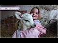The Girls Meet Some Baby Lambs