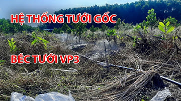 HỆ THỐNG TƯỚI GỐC dùng béc VP3 giúp bà con giảm "GÁNH NẶNG" chăm sóc
