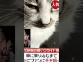 #ネコ#ルイヴィトンショー#ꉂ🤣w𐤔ꉂ🤣w𐤔 ジョーク