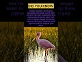 Roseate Spoonbill in Florida Wetlands | Stunning Pink Bird 4K HDR #ytshorts #birdfacts #birdworld