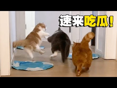 【喵来啦】突发事件！五只猫咪打成一团，场面太刺激了！