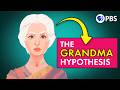 Why Your Grandmother Is an Evolutionary Mystery