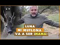 Más vida en La Finca. Buitres, ciervos, cabras... ¡Luna va a ser mamá! | #SantiCañizares