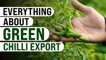 Everything About Green Chilli Export | KDSushma