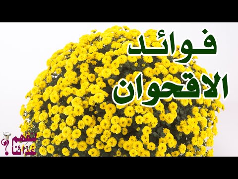 فوائد الاقحوان