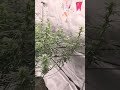 Orient Express by In House Genetics. Day 23 of flower