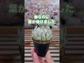 【春の葉焼けにご注意を】