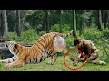 Man Found A Fainted Pregnant Tigress In The Forest, Then He Did Something Unbelievable