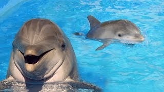 Dolphins Get High By Chewing Puffer Fish