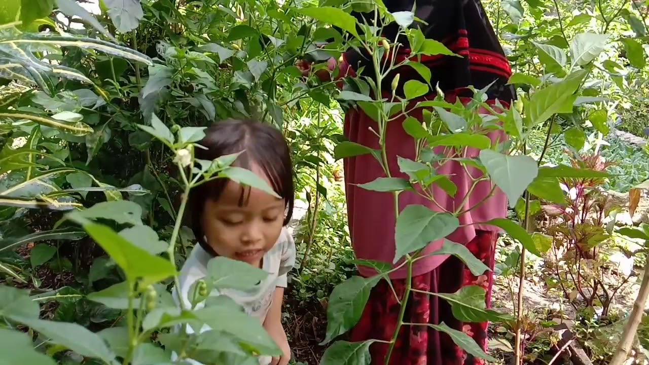 PANEN CABE RAWIT SETAN PUTIH 