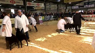 Prif Bencampwriaeth y Defaid | Supreme Sheep Championship
