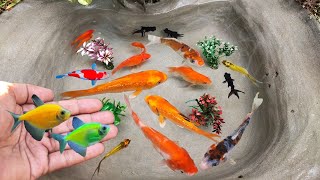 Menangkap ikan hias warna-warni lucu, ikan koi, ikan glofish, ikan gurame, ikan molly, kura-kura