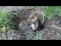 Sunday Morning Squirrels - Down in a Hole - Nov 14, 2021