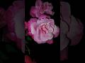 Rose flowers|| Home garden 🌼 #garden #trendingshorts #youtubeshorts #flower #viralshort