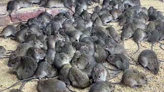 Chuồng nuôi chuột đồng đơn giản hiệu quả / mô hình nuôi chuột đồng miền bắc