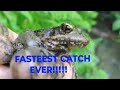Fastest Bullfrog Find