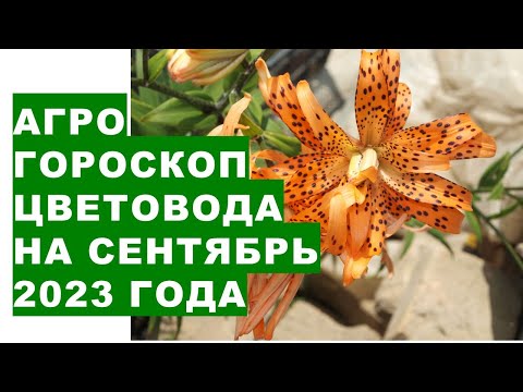 Видео: Какво да правим в градината: Съвети за регионално градинарство за август