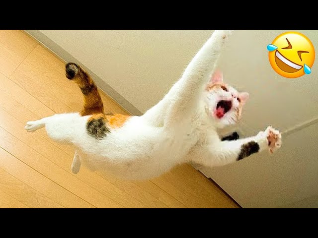 Funniest Pets 🤣 Don't try to hold back Laughter 😹 class=