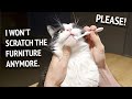 How We Try To Clean Cat&#39;s Teeth