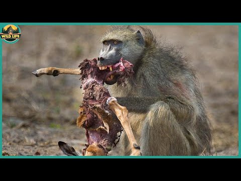 Video: Babuinii mănâncă oameni?