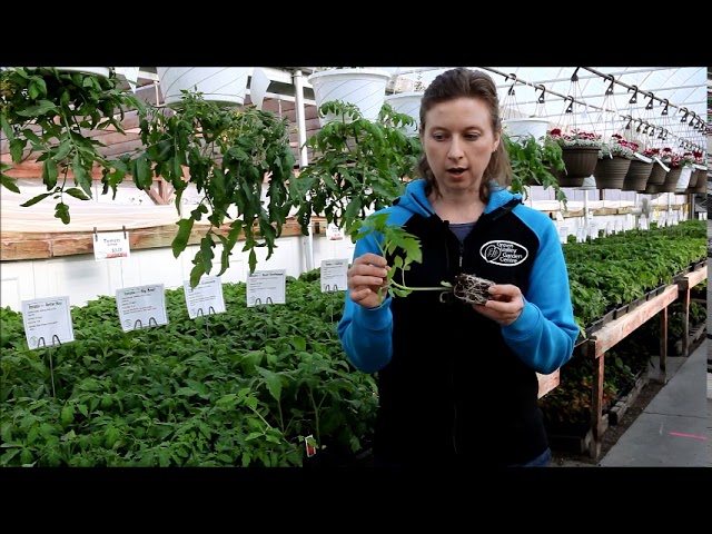 Why Choose Tall Tomatoes at Green Valley Garden Centre
