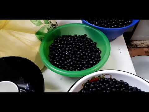 Video: Beri Sunberry