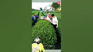 الات حصاد ورق الشايLatest Tea Leaf Picking Machines 