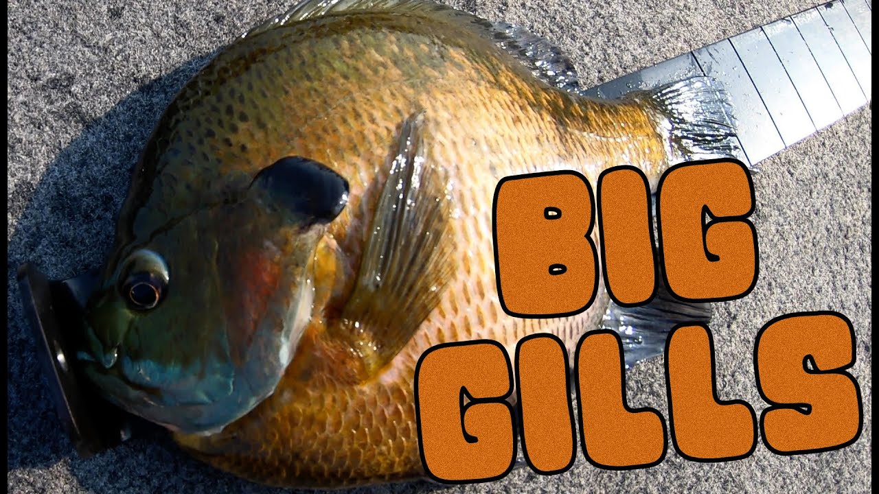 Bluegill on topwater frog? : r/Fishing