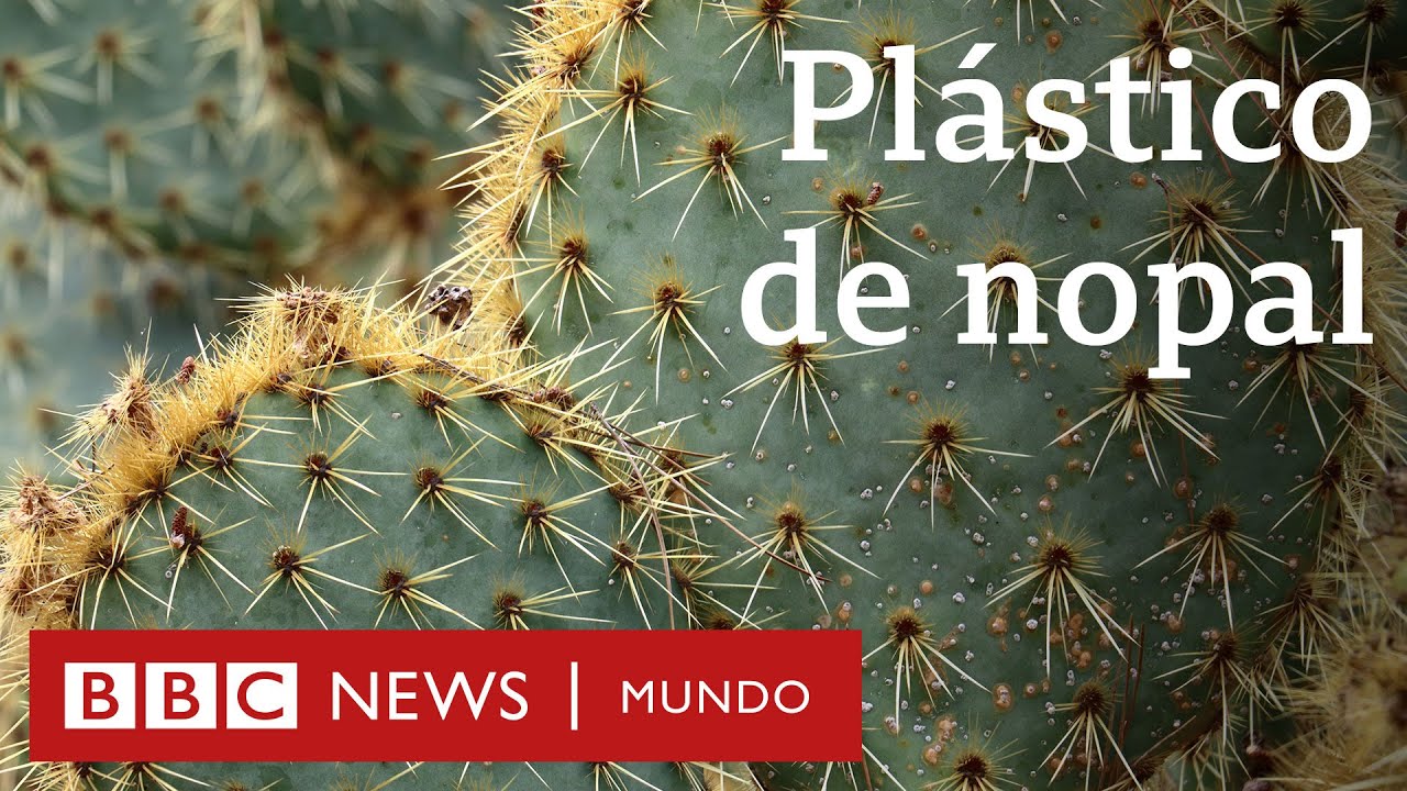 La mexicana que hace plástico biodegradable con hojas de nopal