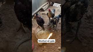 manfaat air gula untuk ayam #ayam #hewan #youtubeshorts #shorts #kandanglokal